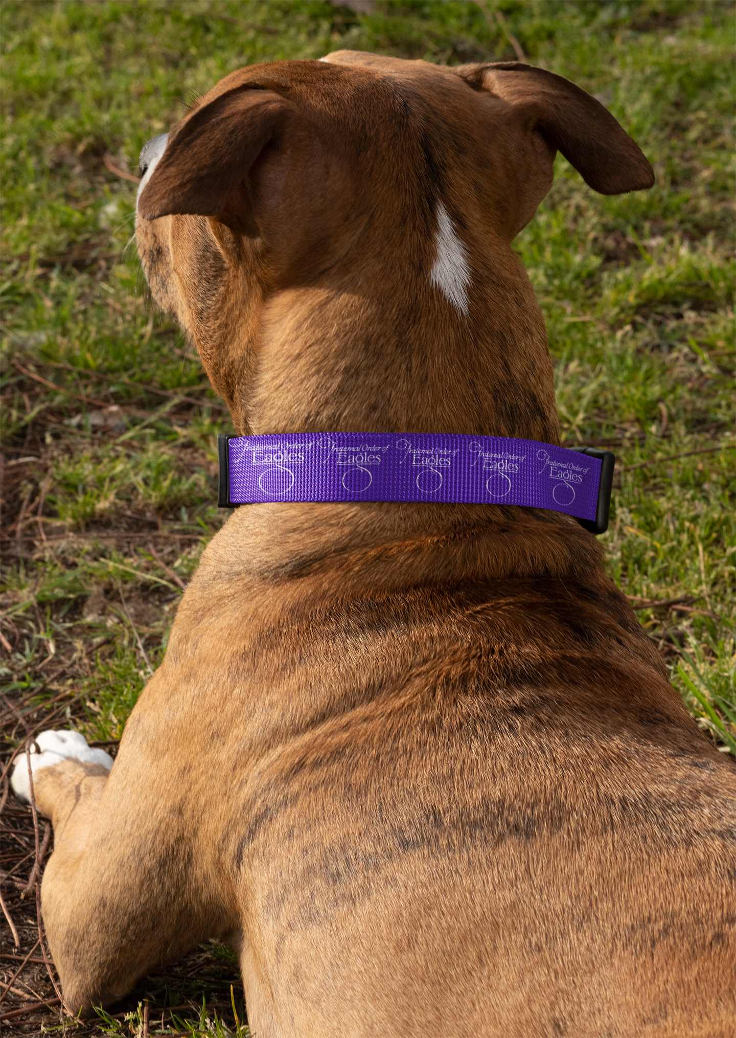 Pet Collar